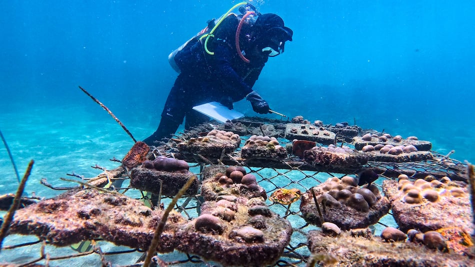 La recuperación de ‘supercorales’ avanza en las Islas Galápagos con siembras submarinas