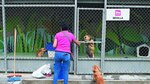 Perros salvados del peligro