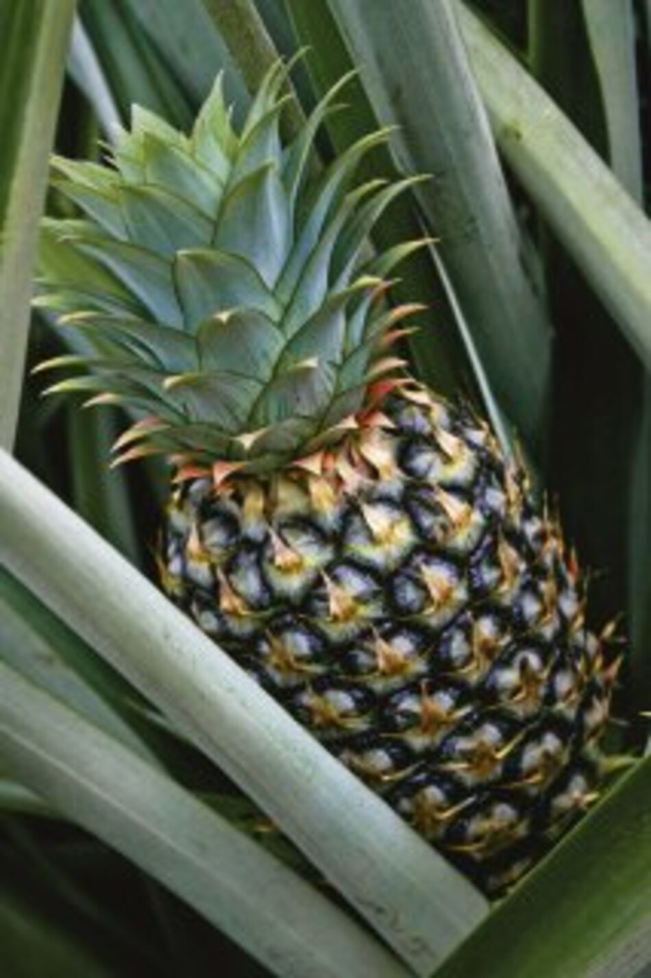 Semillas de piña requieren mayor cuidado