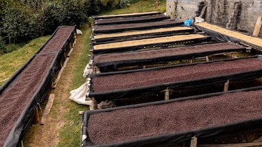 Panamá, capital mundial del café: del Geisha de sus montañas al escenario internacional