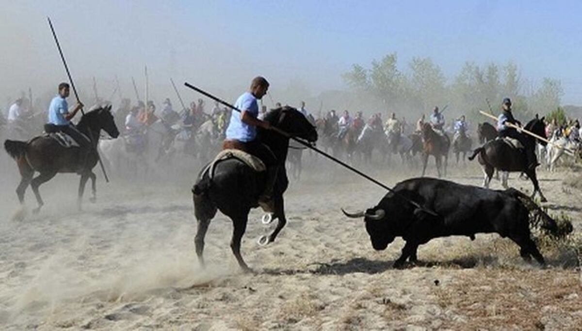 Castilla y León busca prohibir matanza de toros en festival | La Prensa ...