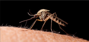 Mosquito Culex también sería transmisor del zika, según estudio
