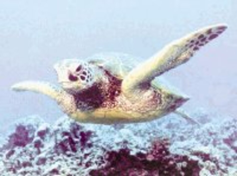 Peligra exportación de camarones