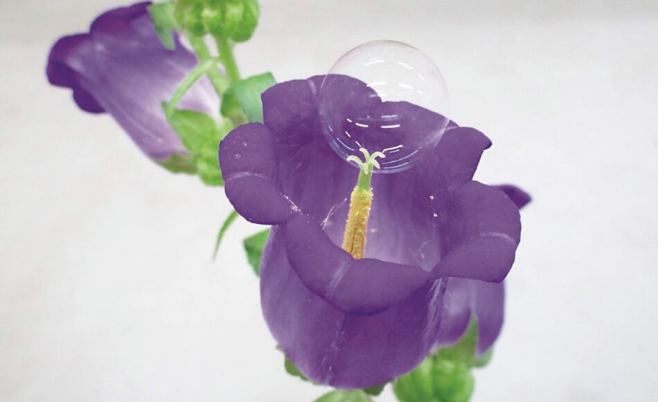 A falta de abejas, las pompas de jabón pueden polinizar frutales