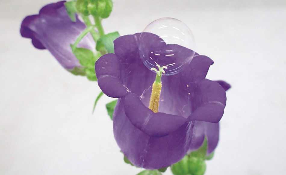 A falta de abejas, las pompas de jabón pueden polinizar frutales