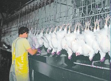 Mici mediará entre ediles y avicultores