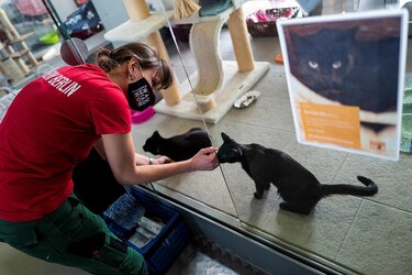 Las mascotas ayudan a los alemanes a sobrellevar la pandemia