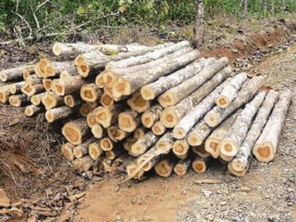 Exportan madera de teca hacia la India