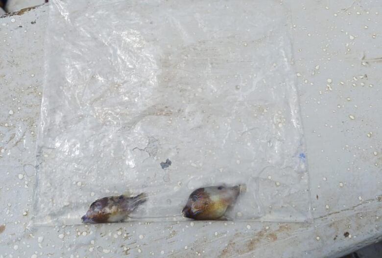 Muerte de peces en Donoso: lo que encontró Miambiente en su inspección