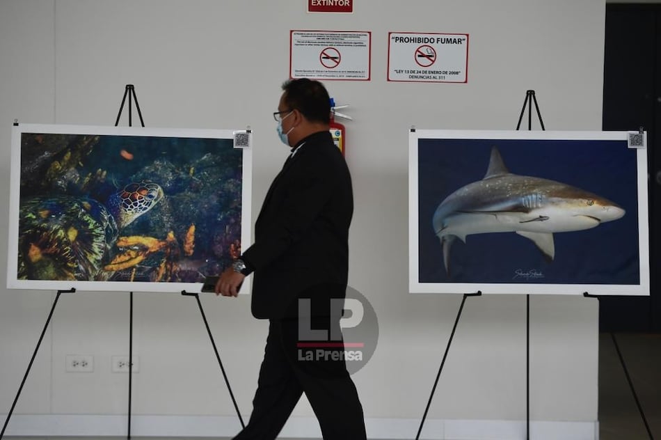 Ratifican más controles para el comercio de tiburones, rayas y ranas