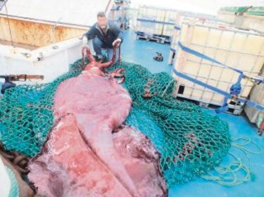 Atrapan calamar gigante en mar antártico