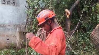Aguacero causa caída de árboles y afecta servicio eléctrico en el país