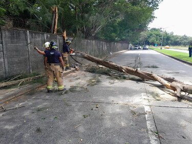 ¿Peligro desde arriba? Las verdaderas razones detrás de la caída de árboles