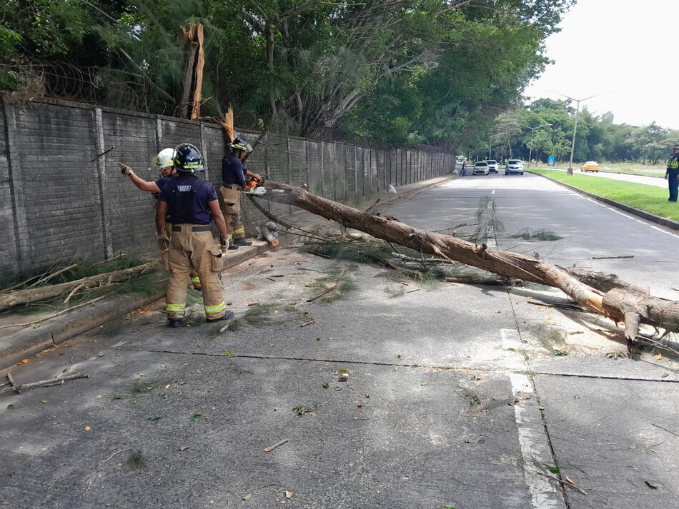 ¿Peligro desde arriba? Las verdaderas razones detrás de la caída de árboles