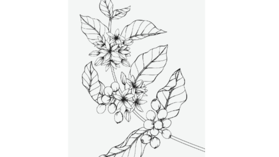 Desnudando al geisha