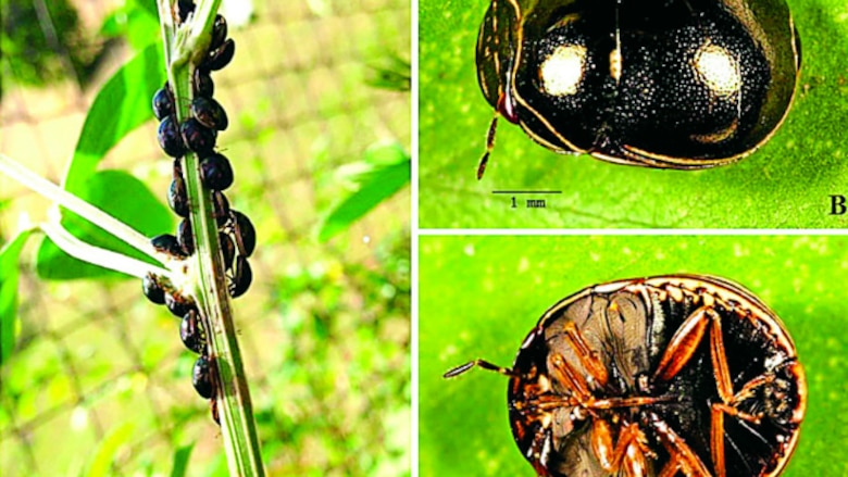 Una plaga potencial para el guandú