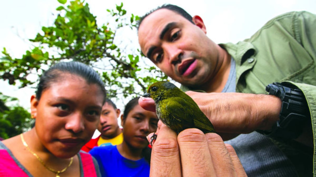El biólogo Daniel Buitrago, del Instituto Smithsonian, habla con el grupo sobre los detalles del ave ‘euphonia minuta’ (hembra) en la reserva Nusagandi de la comarca Guna Yala.
