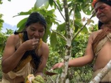 Asegurar tierras a indígenas en Amazonía da millonarios beneficios