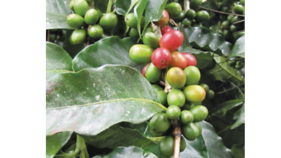 Caficultores de Brasil aprovechan alza de precios