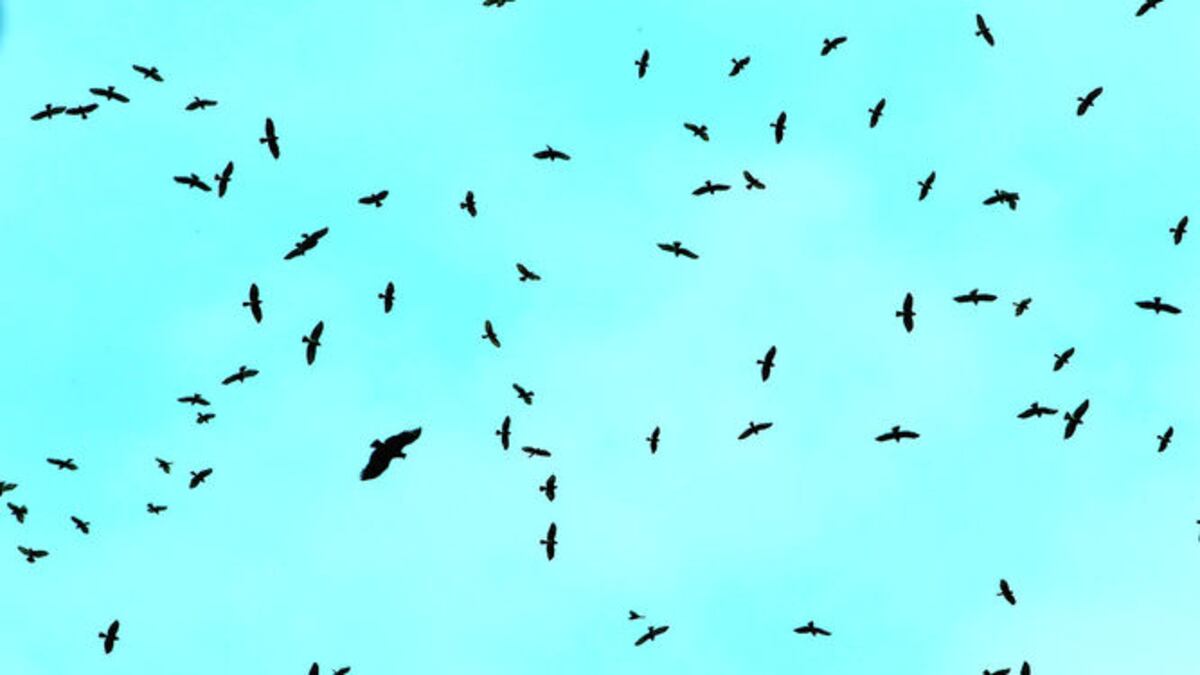 Estudio de aves