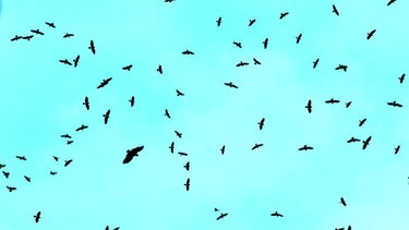 Estudio de aves en Panamá
