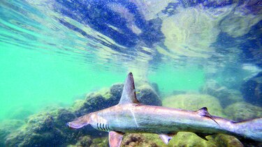 ‘Guardería’ de tiburones
