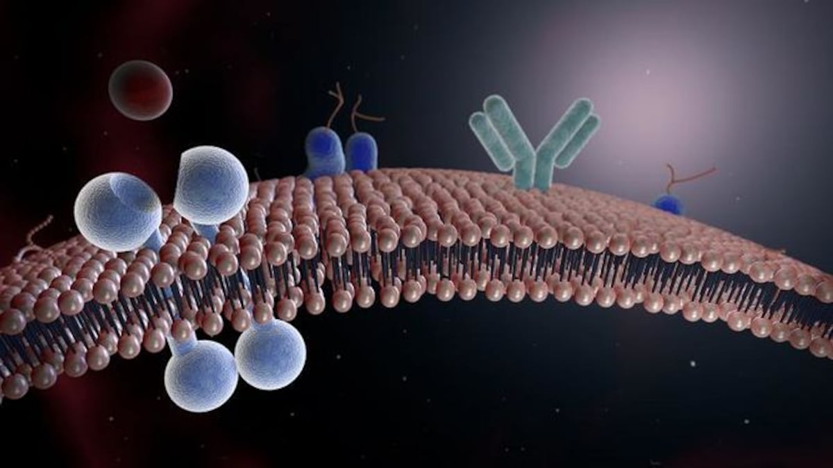 Claves bioquímicas para crear nuevas drogas