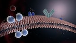 Claves bioquímicas para crear nuevas drogas