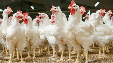 Estados Unidos acepta mesa técnica para ver desgravación arancelaria de 4 productos
