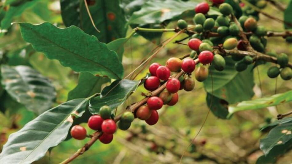 Aprueban subsidio para renovar hectáreas de café