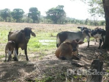 Vaca Gate: condenan a miembros de red criminal dedicada al robo de ganado