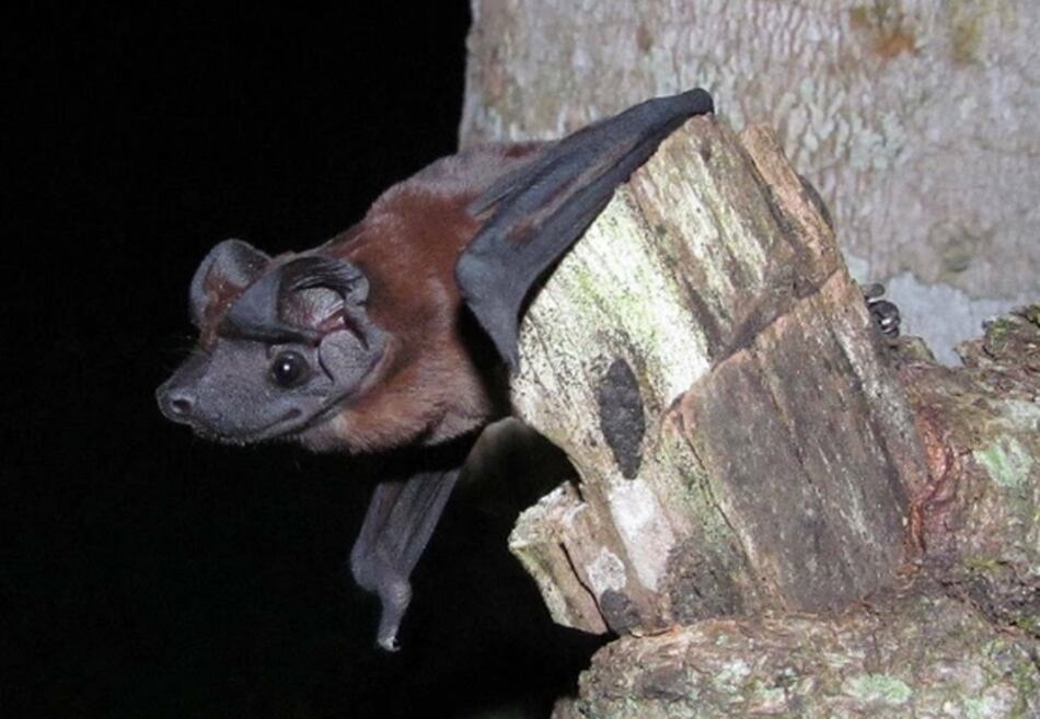 Científicos descubren dos nuevas especies de murciélagos en Panamá y Ecuador