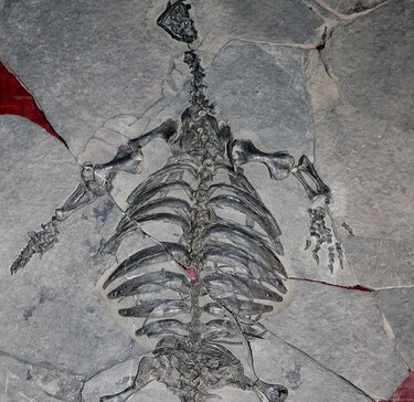 Un 'eslabón perdido' arroja luz sobre el caparazón de las tortugas