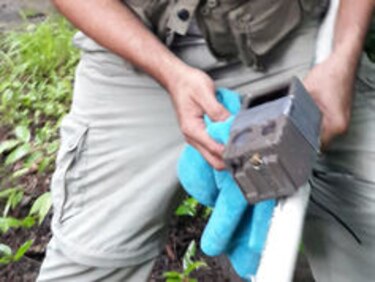 Implementan campañas para conservar especie en peligro de extinción