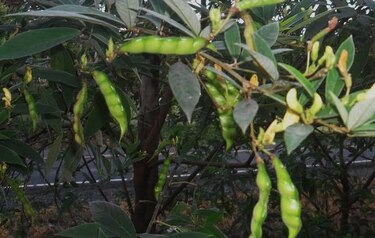 Aguaceros dañan la producción de guandú en Azuero