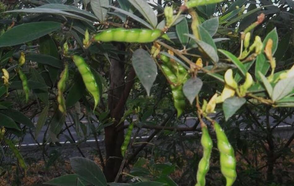 Aguaceros dañan la producción de guandú en Azuero