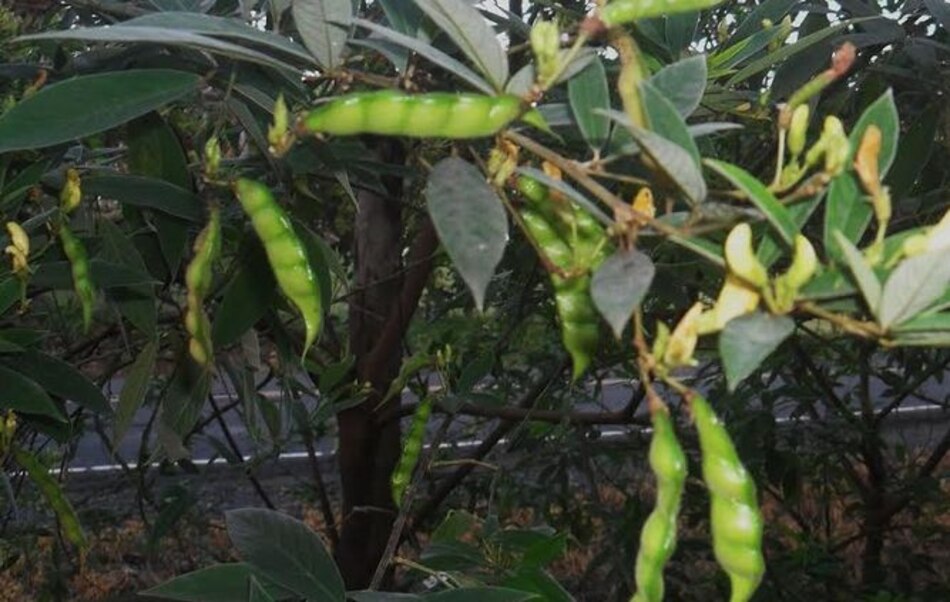 Aguaceros dañan la producción de guandú en Azuero
