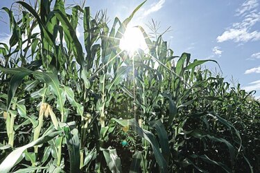 Clima seco impulsa cosecha de maíz