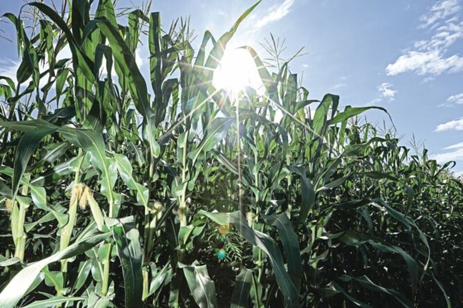 Clima seco impulsa cosecha de maíz