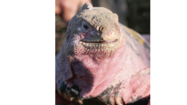 Estiman en 211 ejemplares de iguanas rosadas de Galápagos