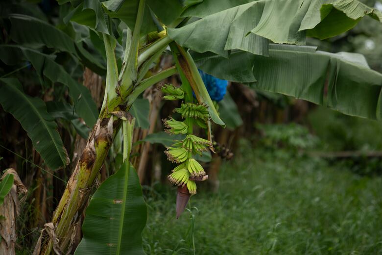 Ministro Moltó confirma que conversarán con Chiquita Brands para que reactive las operaciones en Bocas del Toro
