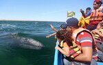 Turistas disfrutan de avistamiento de ballenas grises