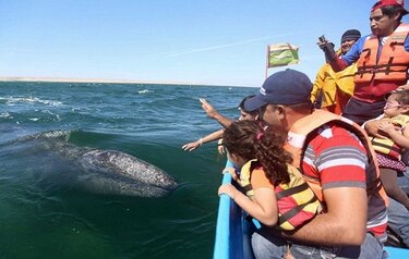 Turistas disfrutan de avistamiento de ballenas grises
