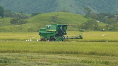 Productores dicen que hay una 'marcada merma' en la cosecha de arroz