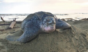 Panamá amplía su inventario cultural