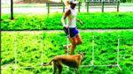 Entrenar y pasear al perro a la vez