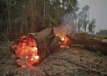 Acusan a empresas de apoyar deforestación
