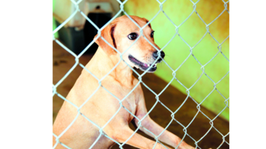 Proyecto de maltrato de mascotas, a consulta
