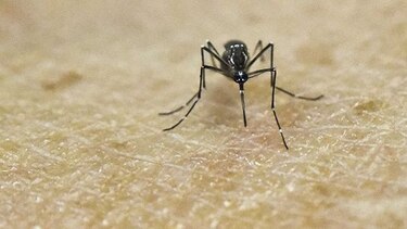 El zika también puede provocar mielitis