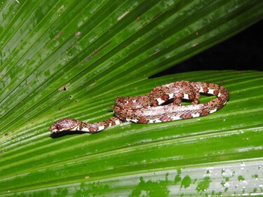 Descubren dos nuevas especies de serpientes